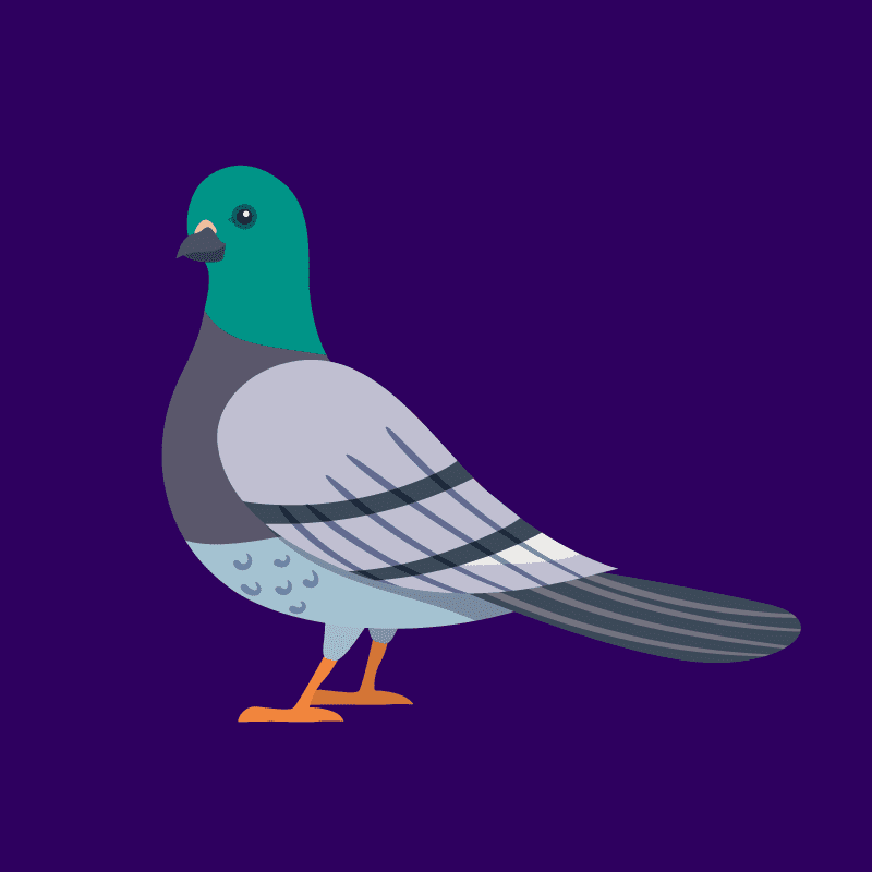 Pigeon Google Pigeon Update